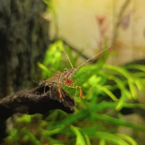 Macrobrachium assamens