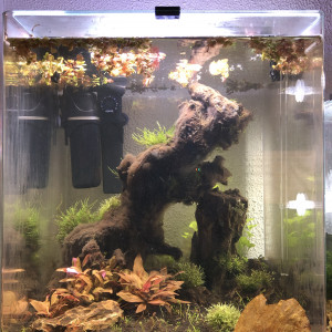 Premier aquarium