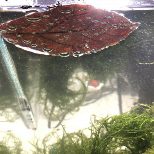 Publication de Fishtiniere