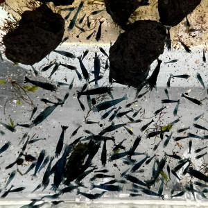 10 crevettes bleues Neocaridina Davidi Blue Dream ENVOI RAPIDE ET SOIGNÉ