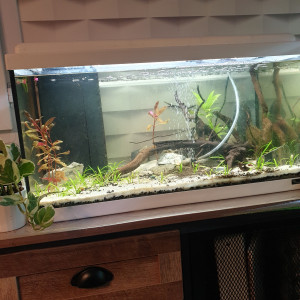 60l bac à crevettes- elevage
