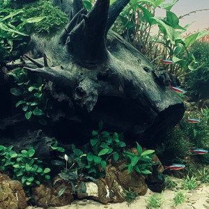 Publication de Mitose