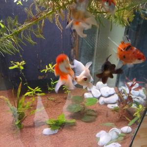 Publication de Leparadisdupoissonjaponais