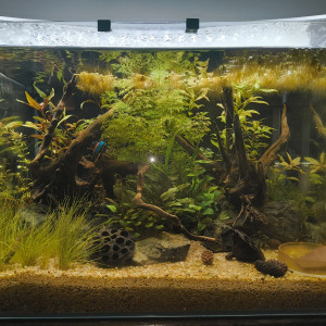 Aquarium Salon