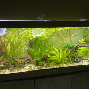 Aquatlantis