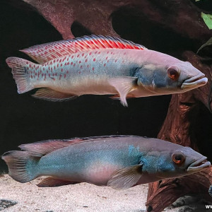 Crenicichla Rosemarie