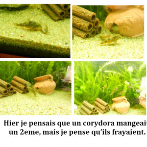 Publication de AGOTE