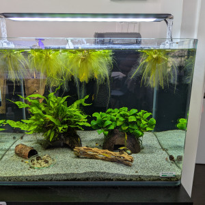 Dennerle Crevettes