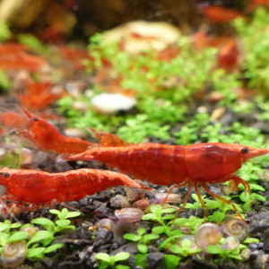 Crevettes neocaridina davidi Red Sakura / RedCherry
