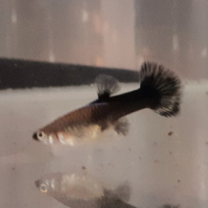 Vente de Guppys