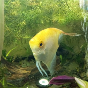 Benga59