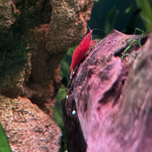 Publication de Patpat04