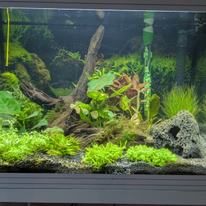 Publication de Discus45