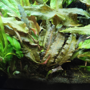 Échange cryptocoryne contre vallisneria