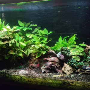 Cuve 240 litres