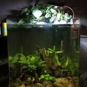 Mon aquarium