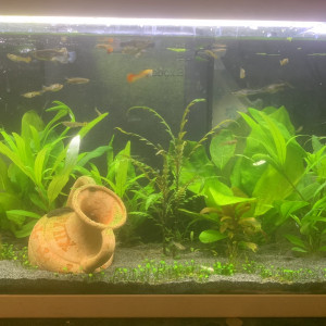 120L bis