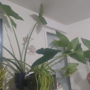 Alocasia Zebrina Invasion
