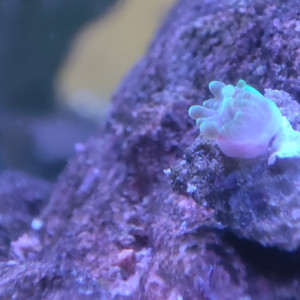 Publication de Miniteca