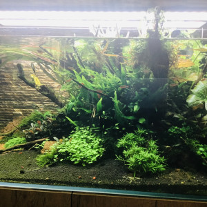 Publication de MARGINATUS