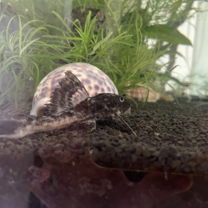 Publication de Uhaina