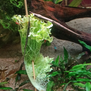 Publication de shanganagh-takhisis