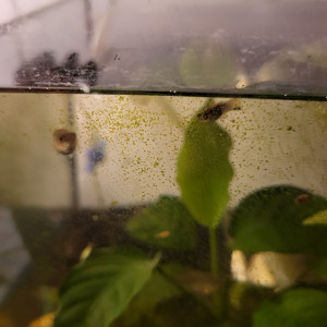 Donne aquarium complet guppy