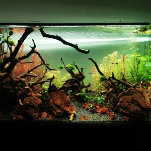 Planté