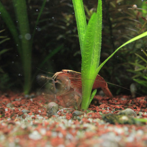 Publication de TortueGeniale91