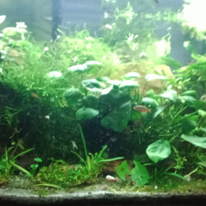 Publication de LaetLaet