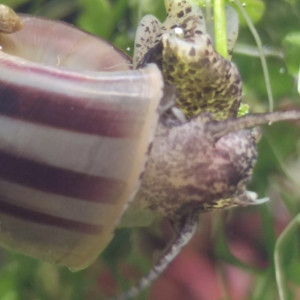 Publication de Loran