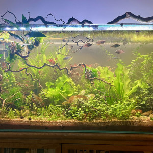 aquarium 200l