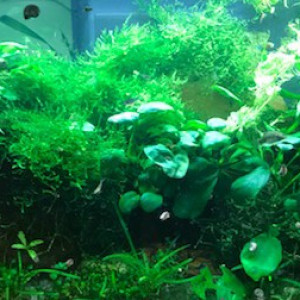 Publication de LaetLaet