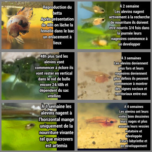 Publication de bettamarne