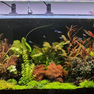 Amazonien 240