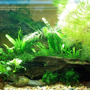 50l Crevettes
