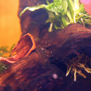 Publication de PtiteNoli