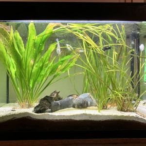 Askoll pure LED 130L