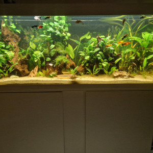 240l amazonien