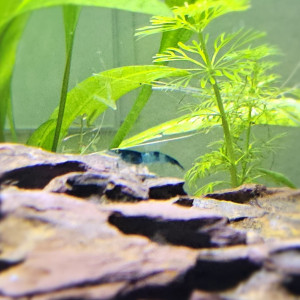 Publication de Stev_77