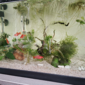 Cyano 60