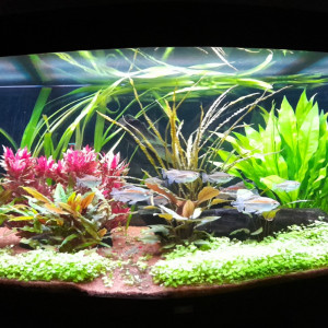 Publication de Discus56