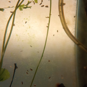 escargot planorbe vortex