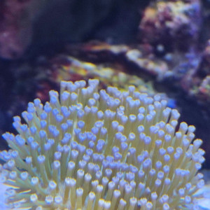 Publication de Polo68