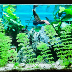 aquarium planté
