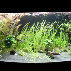 Juwel vision 450 l