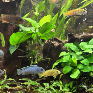 Publication de Patfly30