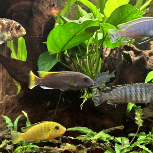 Publication de Patfly30