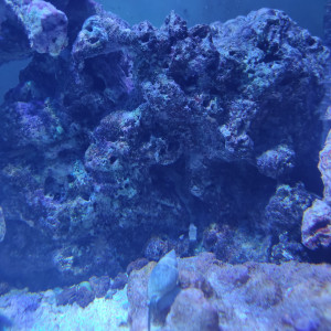 Publication de Polo68