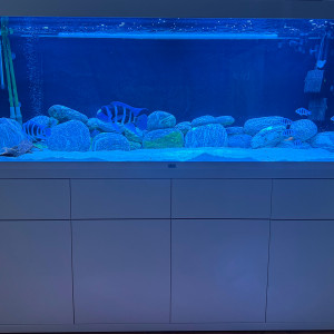 Aquatlantis Sublime 1000L